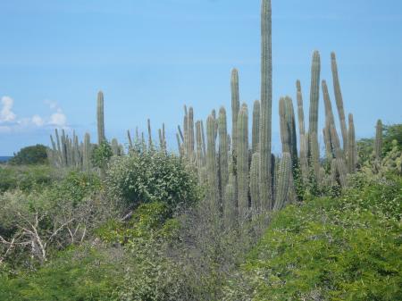 Cactus