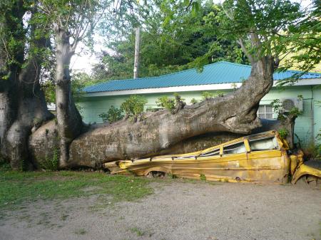 Bus et baobab