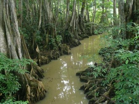 Arbres des mangroves