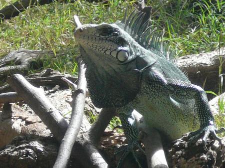 Iguane