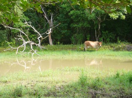 Vache