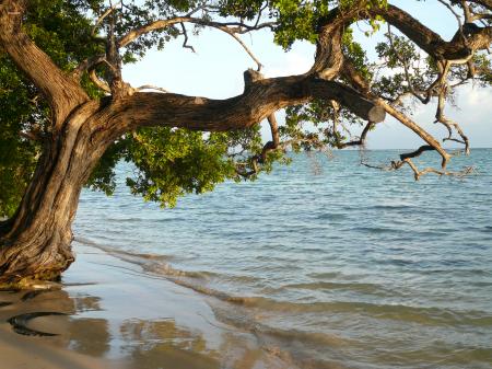 Arbre sur plage