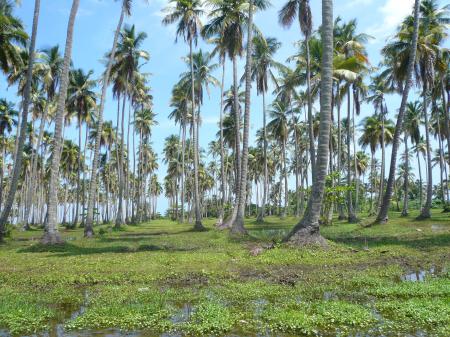 Cocotiers sur la plage