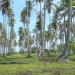 Cocotiers sur la plage