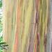 Tronc multicolor d'eucalypthus