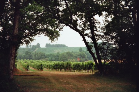 Vignoble