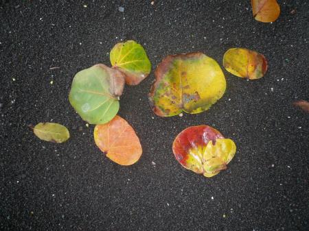 Feuilles sur sable noir