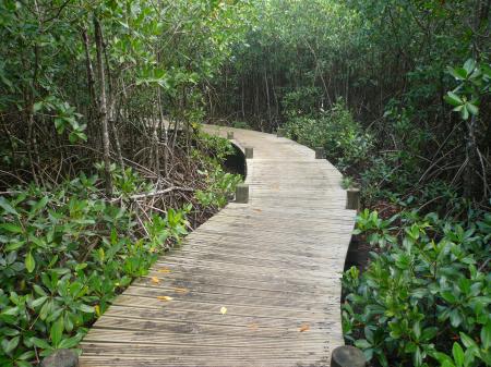 Chemin dans la mangrove